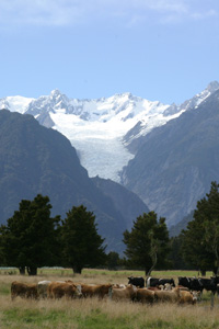 Fox Glacier, Westcoast NZ
